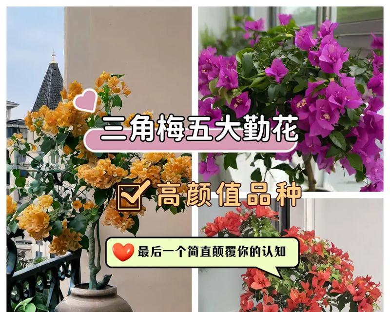 花卉品种名称大全？如何选择合适的花卉品种？