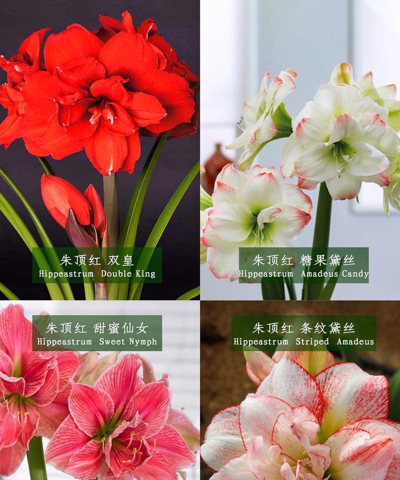 花卉品种名称大全？如何选择合适的花卉品种？