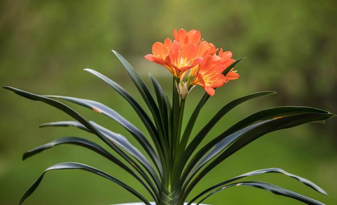 花卉品种名称大全？如何选择合适的花卉品种？