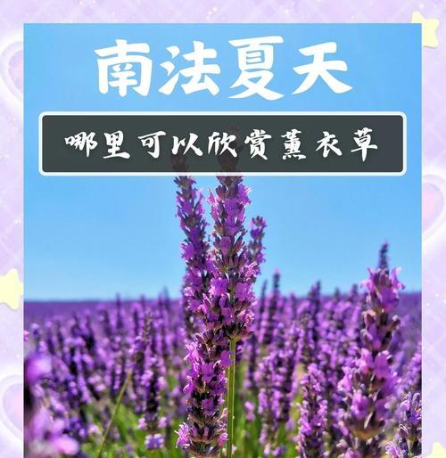 薰衣草什么时候成熟？薰衣草的最佳收获时间和方法是什么？