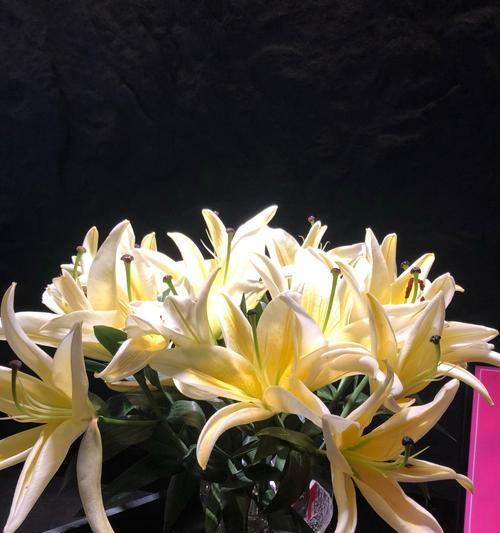 秀求花的养护技巧有哪些？秀求花如何养殖才能更茂盛？