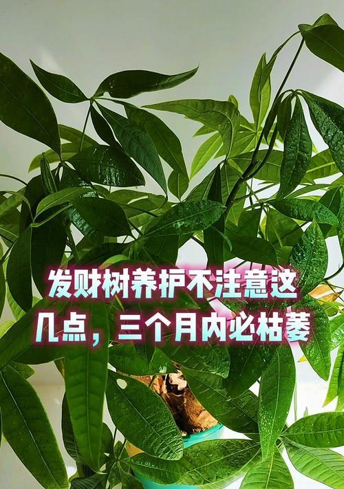 发财树养殖需要注意哪些问题？如何防止叶片发黄？