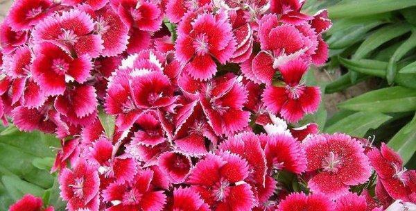 北方宿根花卉有哪些选择？如何在北方种植宿根花卉？