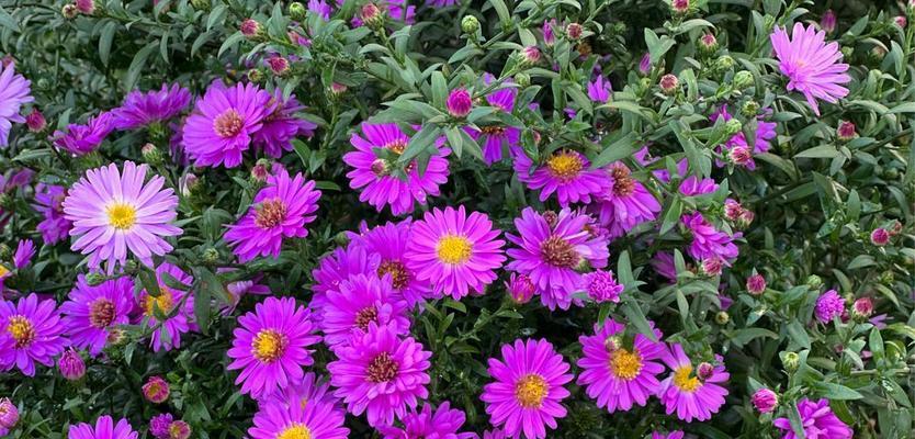 北方宿根花卉有哪些选择？如何在北方种植宿根花卉？