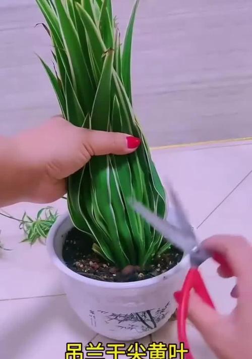 吊兰修剪的最佳时间和方法是什么？