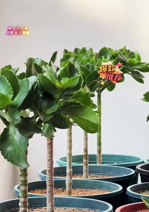吊兰修剪的最佳时间和方法是什么？