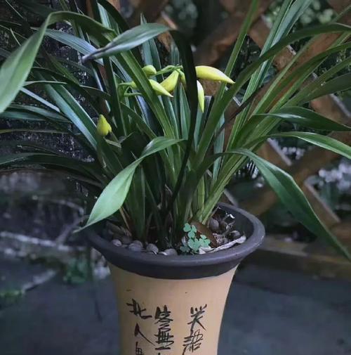 哪种花盆最适合透气性要求高的植物？