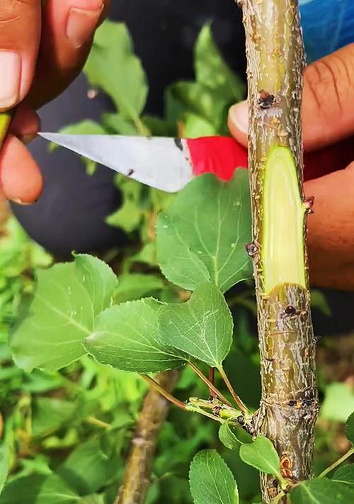 嫁接时形成层对齐的正确方法是什么？
