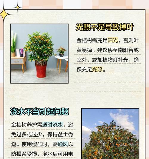 金桔树的养护要点有哪些？