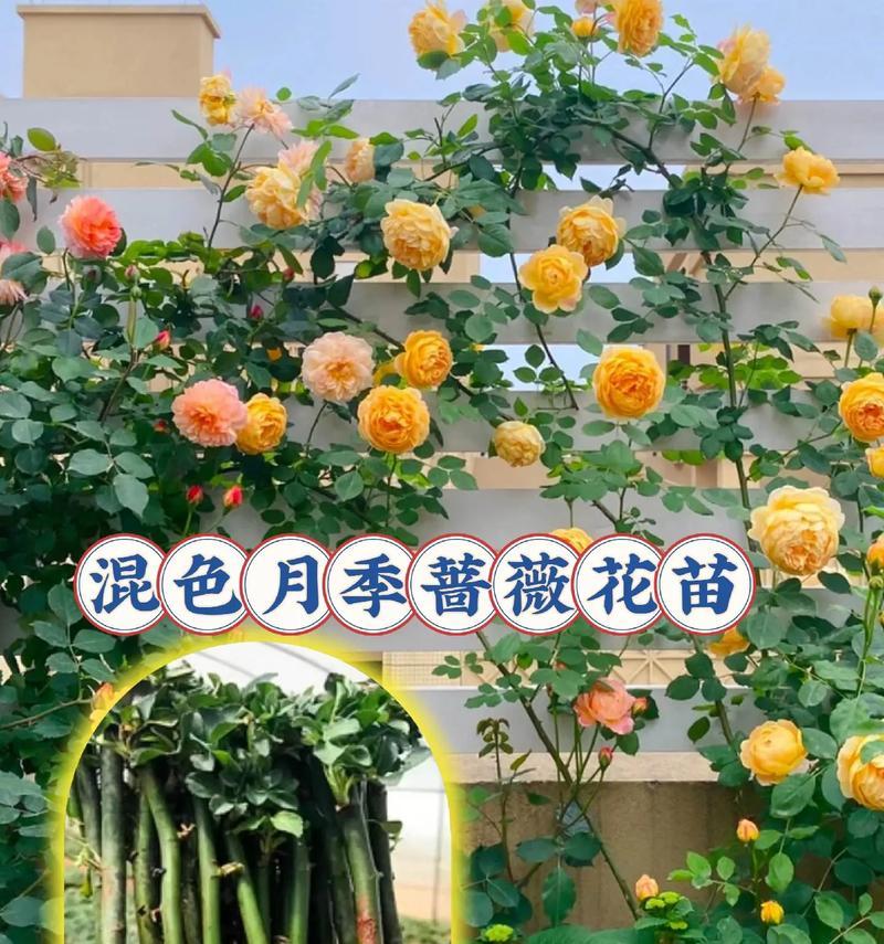 花卉种植的基本步骤是什么？