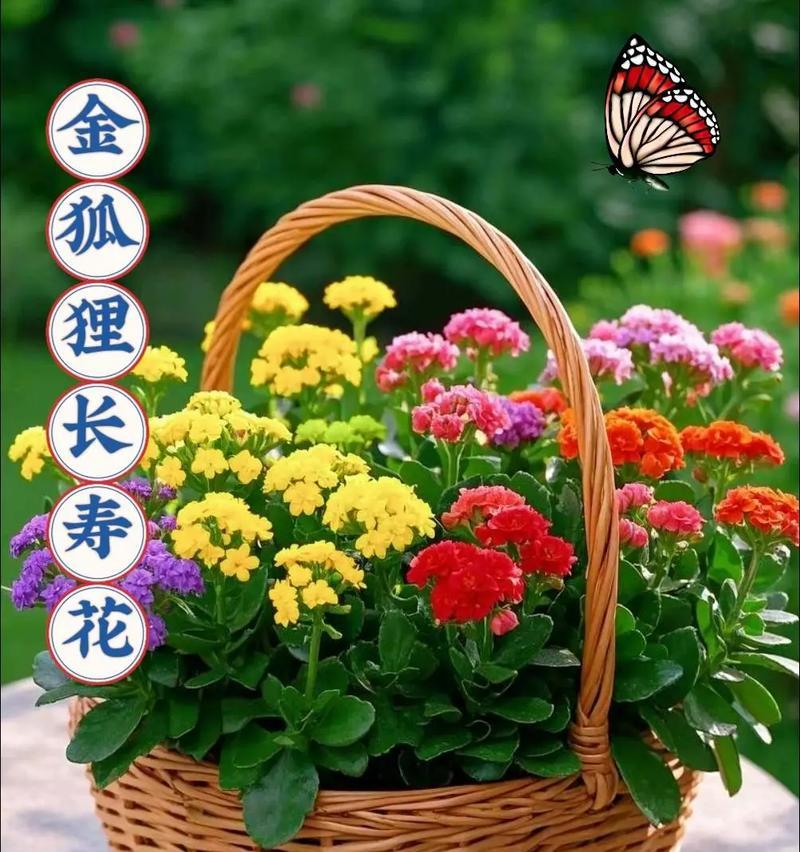 花卉种植的基本步骤是什么？