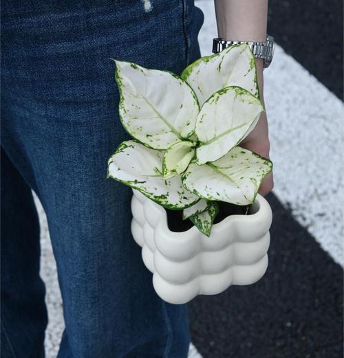 植物如意的养殖技巧和常见问题是什么？