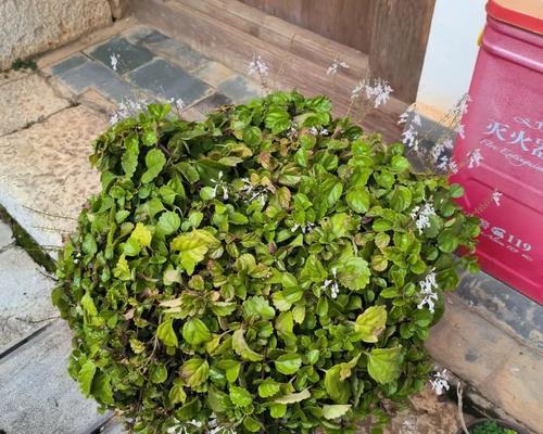 植物如意的养殖技巧和常见问题是什么？