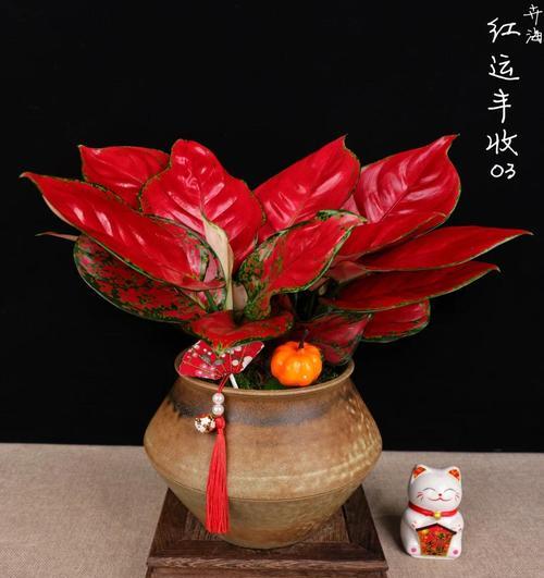 植物如意的养殖技巧和常见问题是什么？