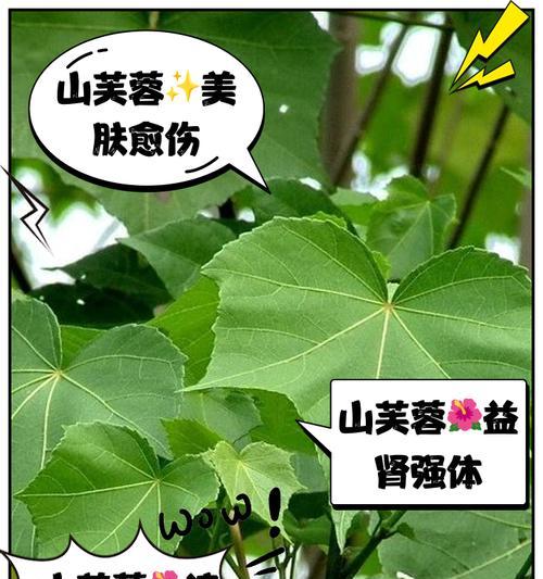 慈姑是一种什么样的植物？它在自然界中的作用是什么？