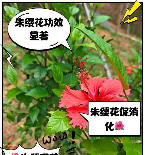 慈姑是一种什么样的植物？它在自然界中的作用是什么？