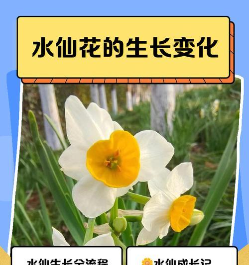 水仙花种植的正确步骤是什么？