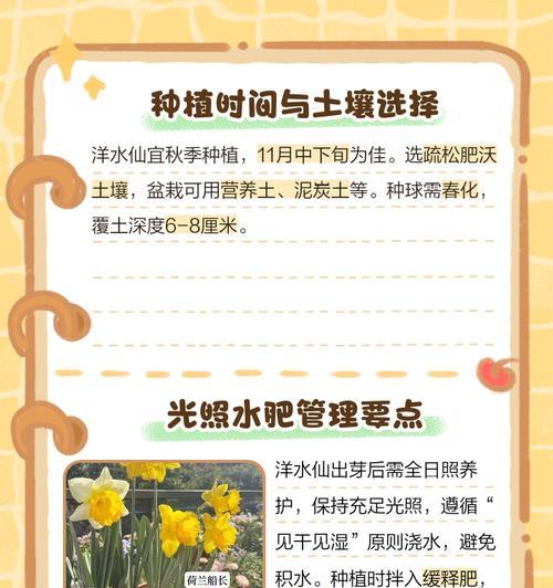 水仙花种植的正确步骤是什么？