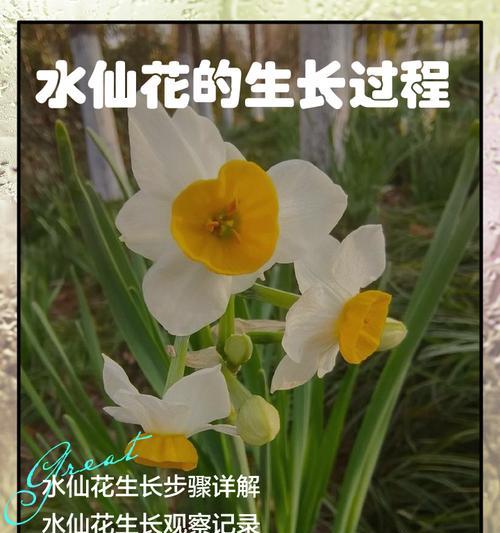 水仙花种植的正确步骤是什么？