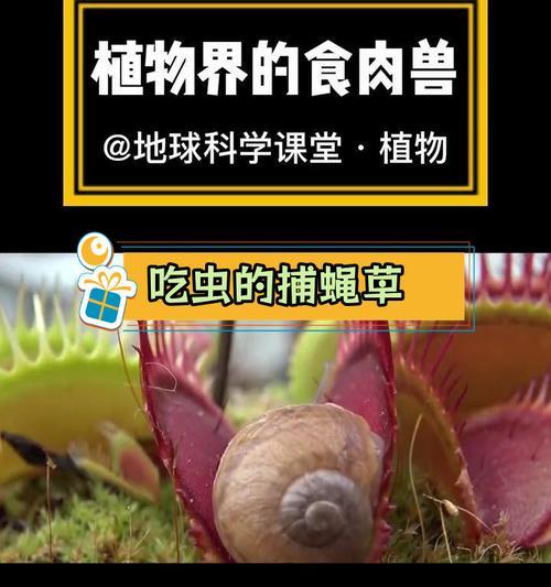 捕蝇草怎么捕才能有效捕捉害虫？