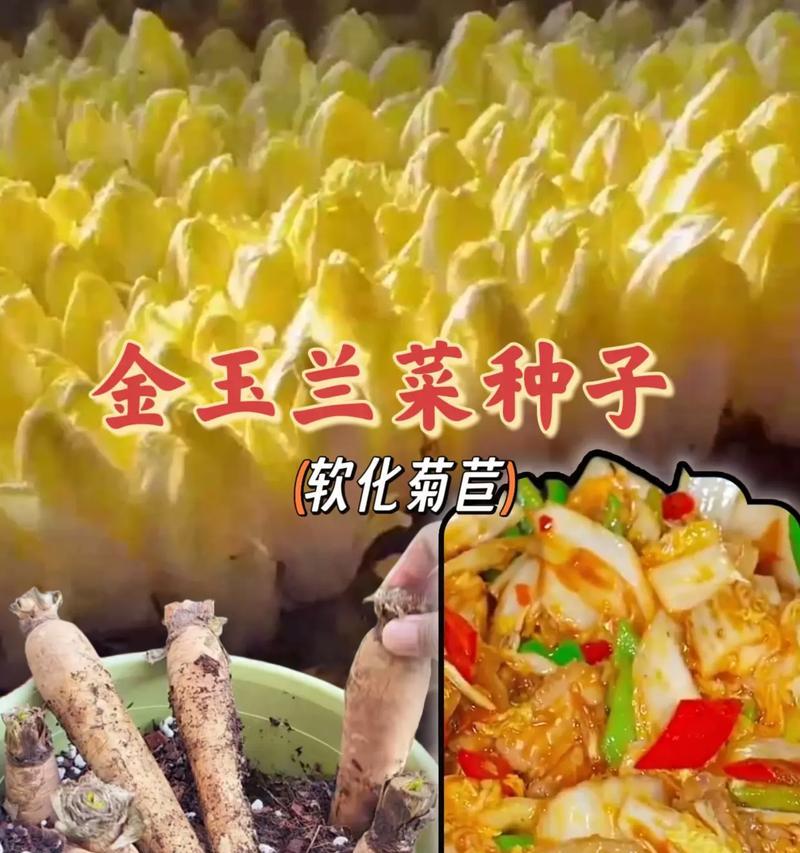 玉兰种子什么时候种？最佳播种时间是什么时候？