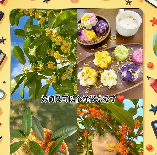 桂花什么时候开花？如何照料以促进花期？