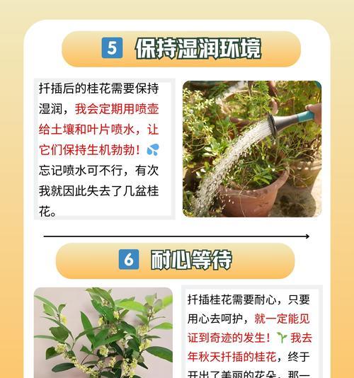 桂花什么时候开花？如何照料以促进花期？