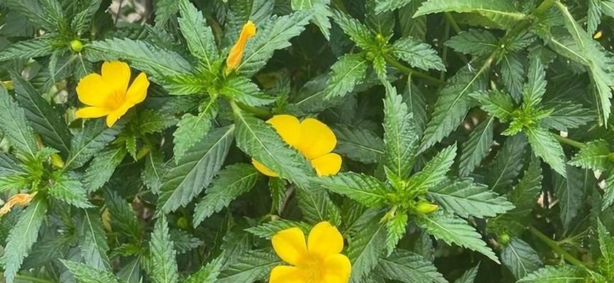 哪些花是时钟花？时钟花的种类及其寓意是什么？