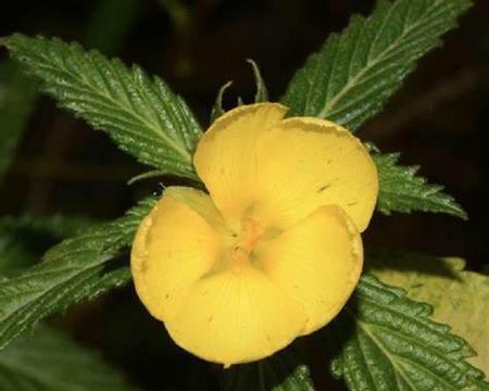 哪些花是时钟花？时钟花的种类及其寓意是什么？