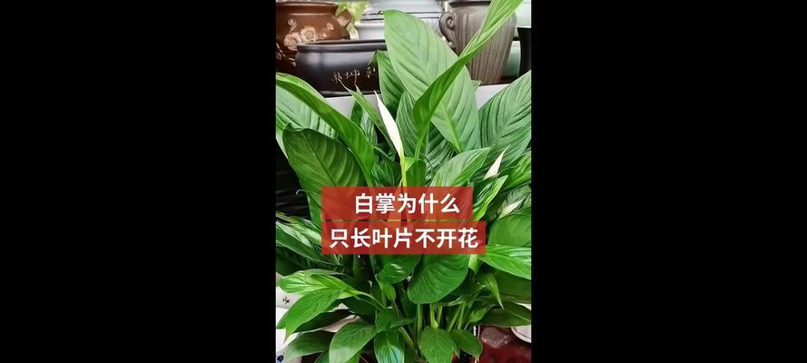 白掌不开花的原因是什么？如何促进白掌开花？