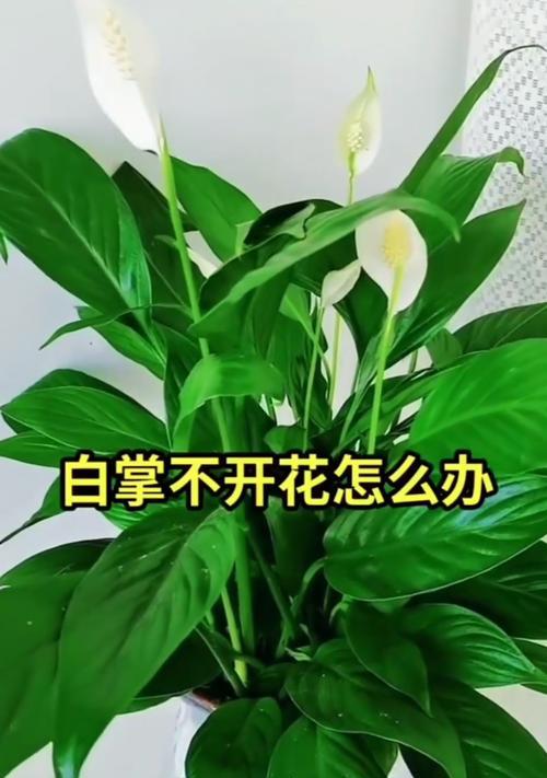 白掌不开花的原因是什么？如何促进白掌开花？