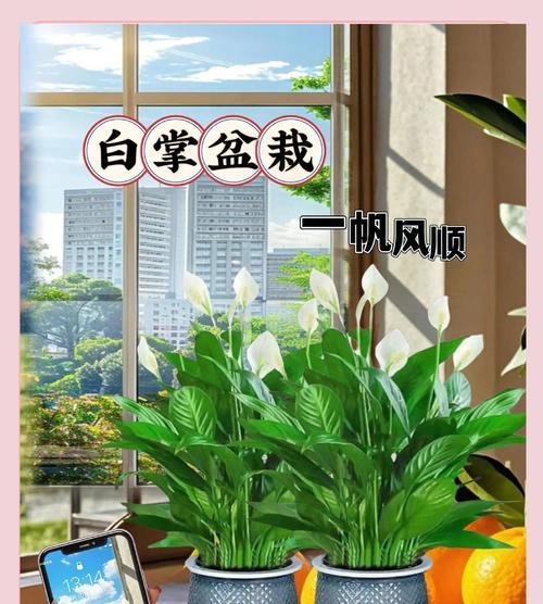白掌不开花的原因是什么？如何促进白掌开花？