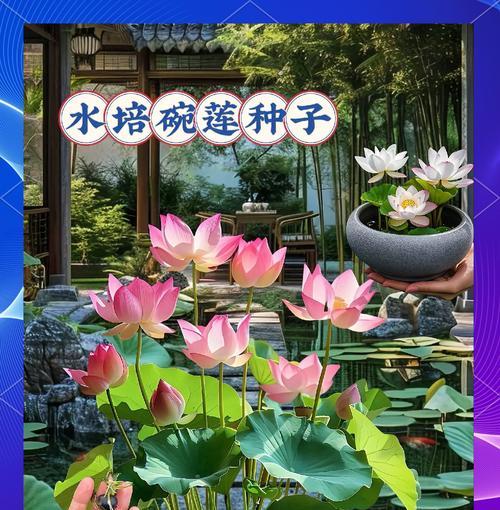 碗莲子什么时候种？碗莲种植的最佳时间是什么时候？
