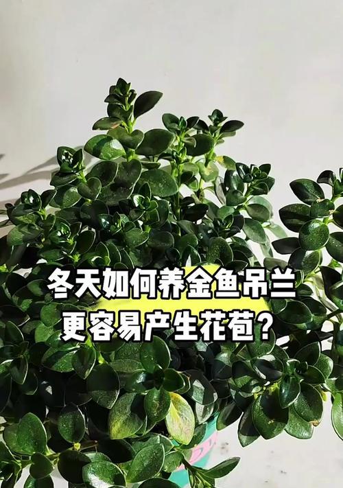 金鱼吊兰养殖方法有哪些？