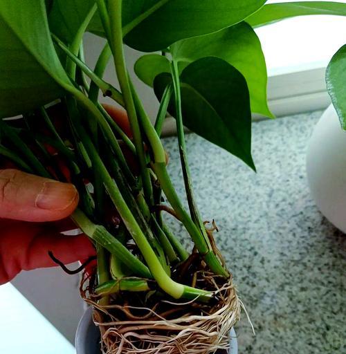 绿萝吊挂种植的正确方法是什么？
