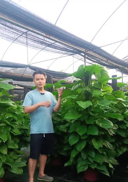 绿萝吊挂种植的正确方法是什么？