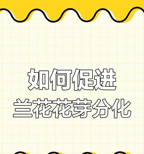 兰花开花的养殖技巧是什么？如何促进兰花开花？