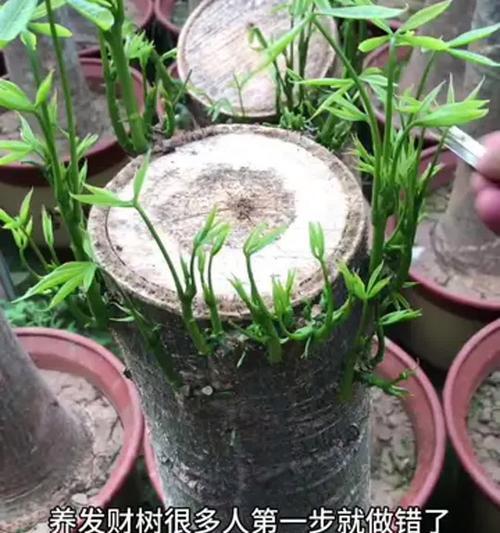 发财树冬季浇水技巧是什么？