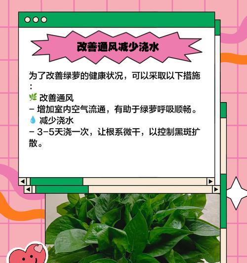 绿箩烂叶子的原因及处理方法是什么？