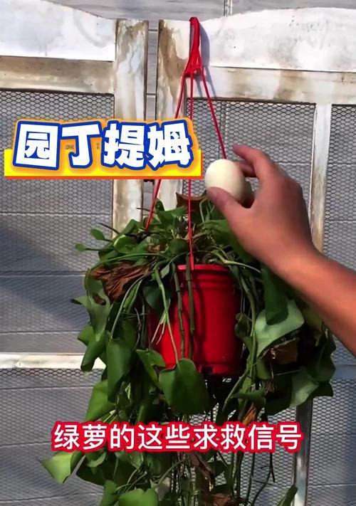绿箩烂叶子的原因及处理方法是什么？
