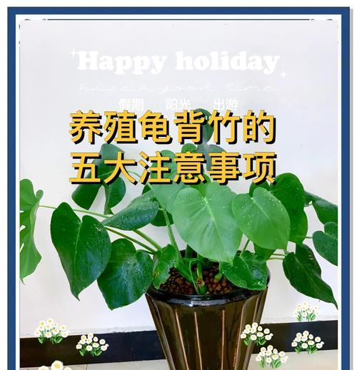 龟背竹的养殖技巧和注意事项是什么？
