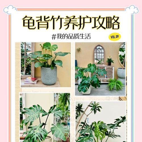 龟背竹的养殖技巧和注意事项是什么？