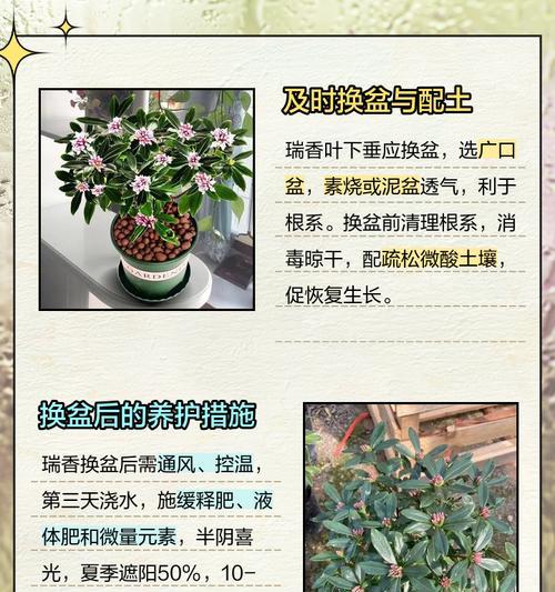 瑞香叶子发黄的解决方法有哪些？