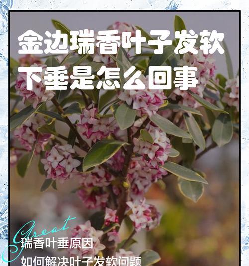 瑞香叶子发黄的解决方法有哪些？