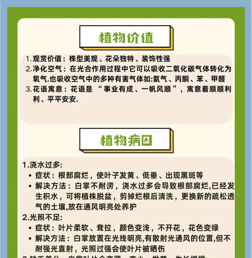 白掌冬天怎么养？冬季白掌的养护技巧是什么？