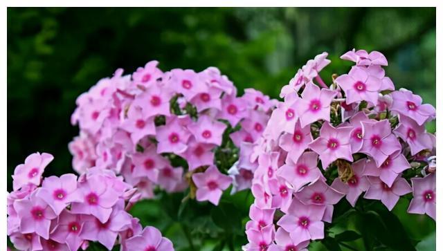冬季有哪些植物会开花？冬季开花植物的养护要点是什么？