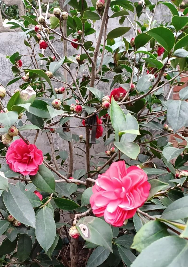 冬季有哪些植物会开花？冬季开花植物的养护要点是什么？
