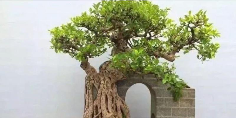 三层榕树的养护技巧有哪些？