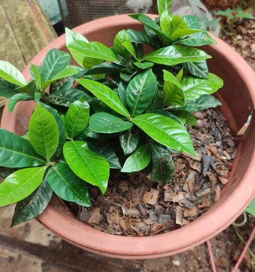 初恋植物的养殖要点是什么？