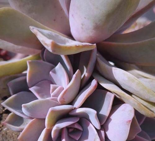 初恋植物的养殖要点是什么？